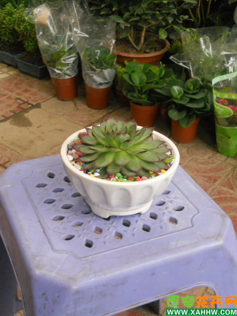 观音莲