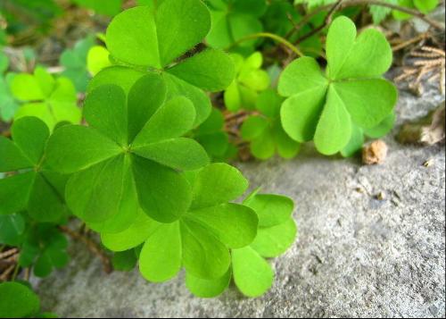 【花卉信息】Four Leaves Clover