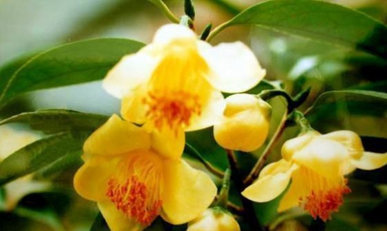 【花卉专题】&ldquo;植物界的大熊猫&rdquo;将亮相韩国