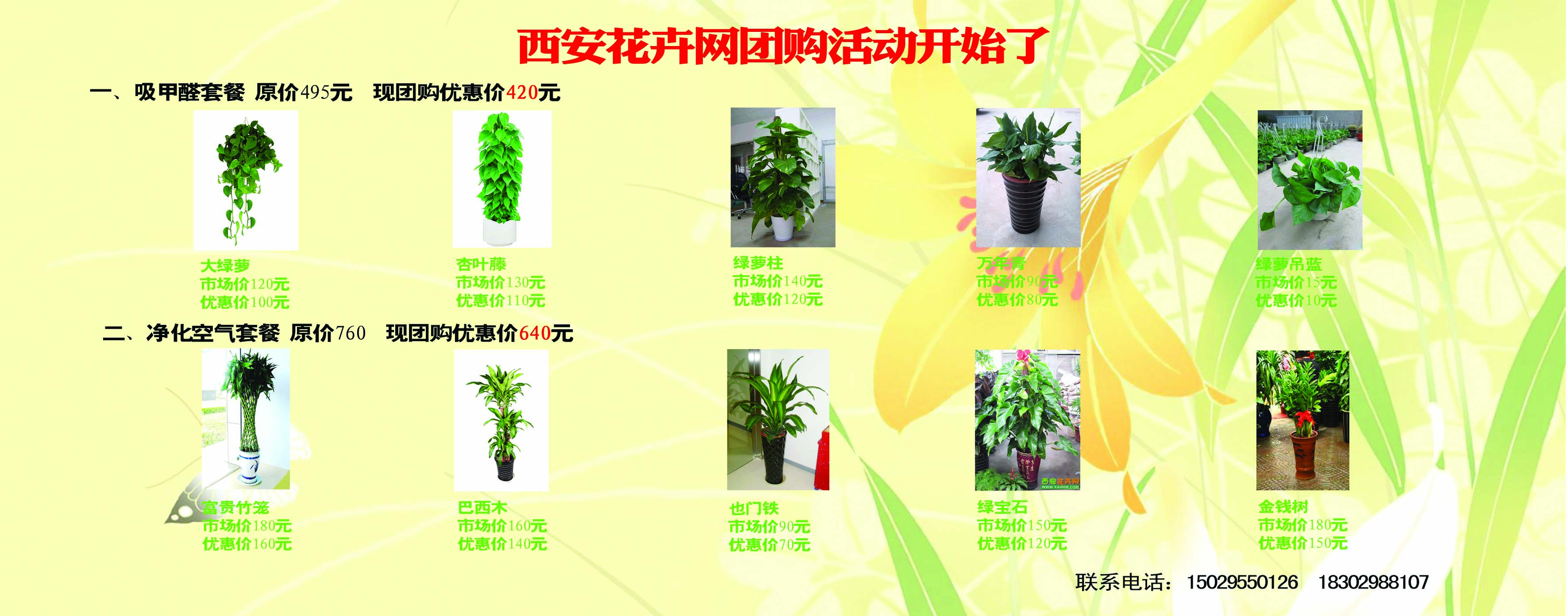 西安灞桥樱桃已陆续上市