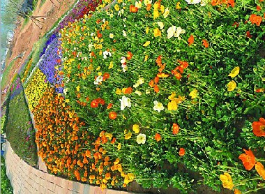 青岛世园：新增76个系列花卉