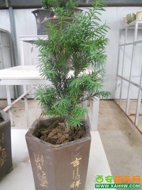 红豆杉