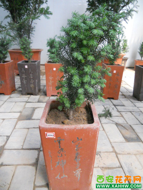 红豆杉