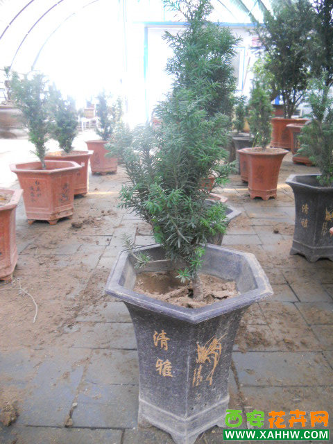 红豆杉