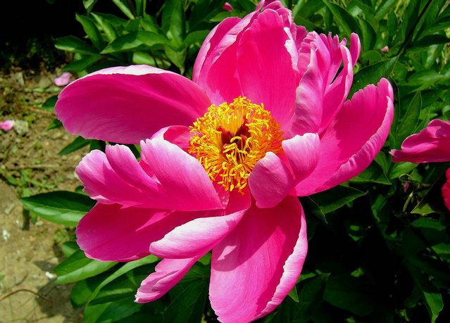 【花卉信息】芍药花种植方法
