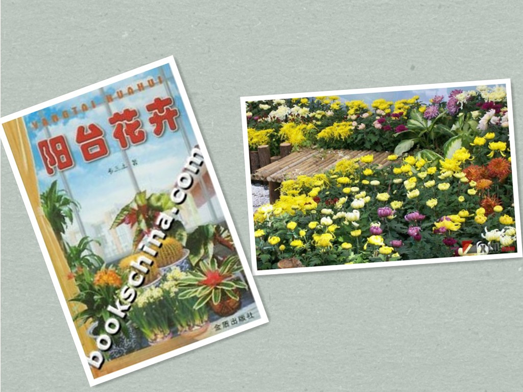 【花卉信息】8月份阳台花卉的管理