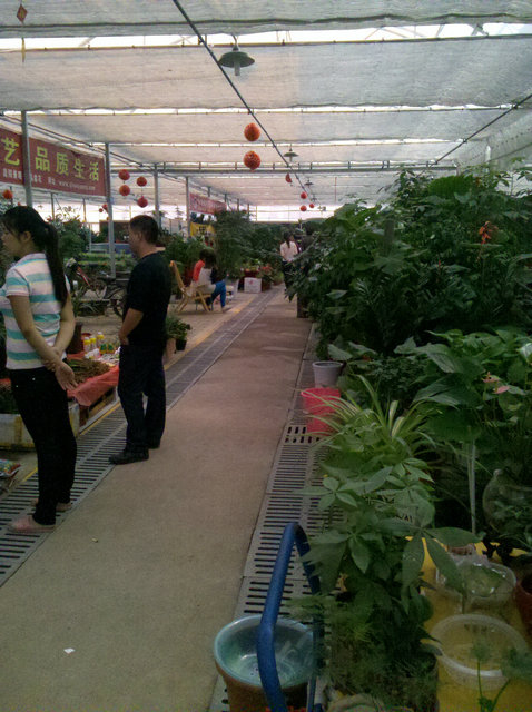 西安秦美花卉市场力图最方便于商家