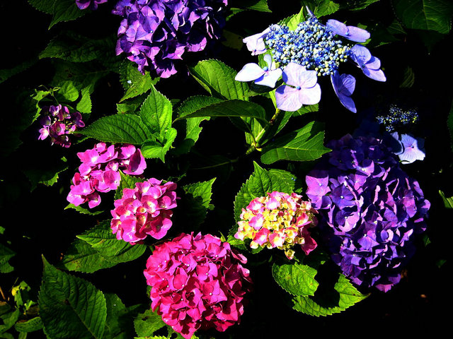 【花卉信息】八仙花的养护方法