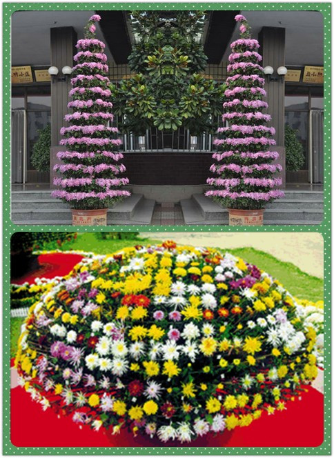 【花卉信息】开封塔菊的栽培技术