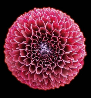【花卉信息】大丽花的栽培技术