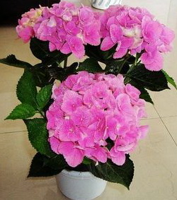【花卉信息】怎样使盆栽八仙花开得更好