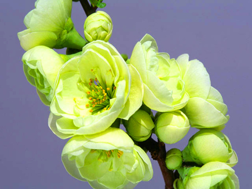 传递浪漫与幸福，美国花艺师Amy Merrick