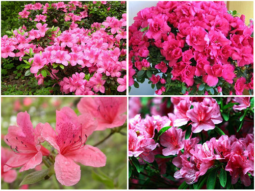 2013年年宵花推荐品种―杜鹃