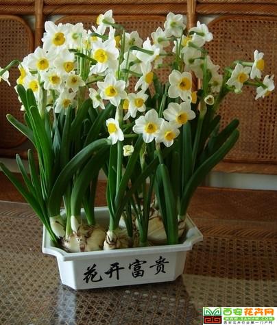 2013年宵花水仙