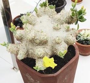 品相一般 价格上万