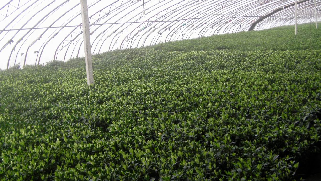 大量盆栽栀子花上市