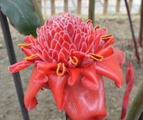 奇异姜花“瓷玫瑰”可遇不可求
