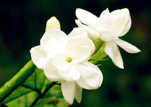 【花卉信息】养花技巧：茉莉花