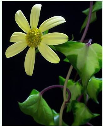 【花卉信息】金玉菊（白金菊）的介绍与养护要点