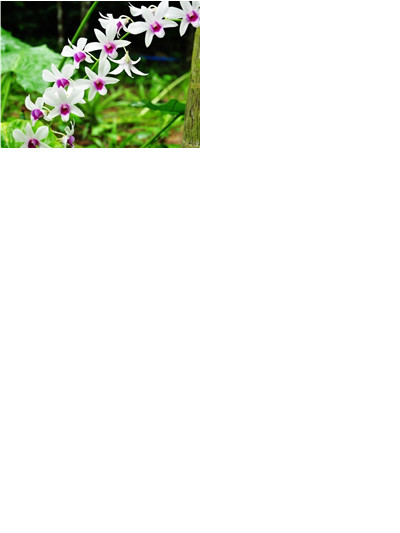 双节游玩哪里去？一品长安花博会欢迎您！