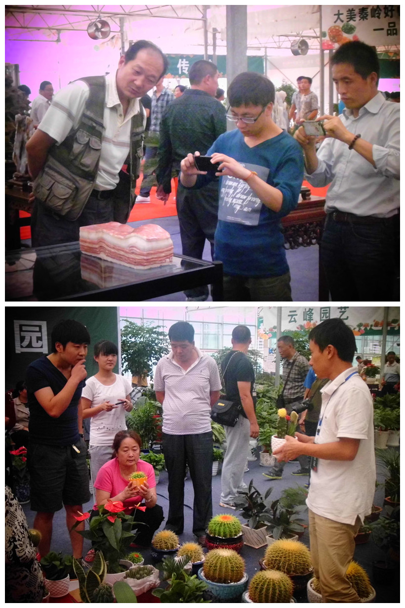 赏花，观石，花博会现场人潮涌动