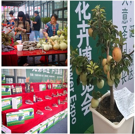 一品长安创意农业大放异彩（组图）