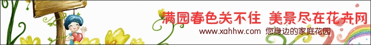 【中国花卉信息】橡皮树的种植