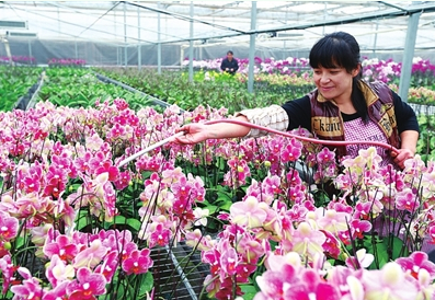 花卉市场年宵大戏开场 年宵兰花“展笑颜”