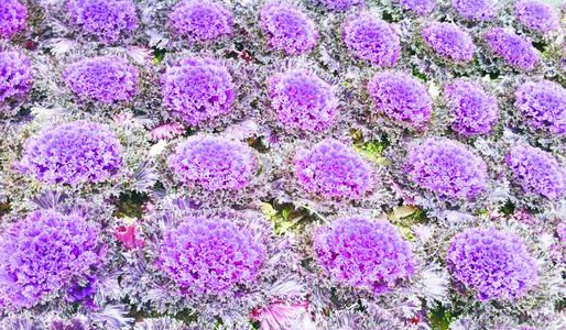 羽衣甘蓝‘红闪亮’冷凉草花品种精选