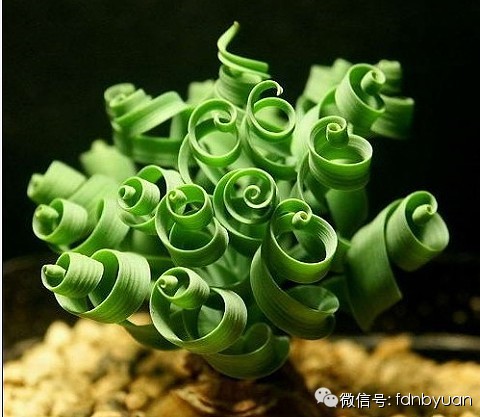 【中国花卉信息】铁树叶子发黄怎么办