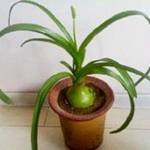 虎眼万年青