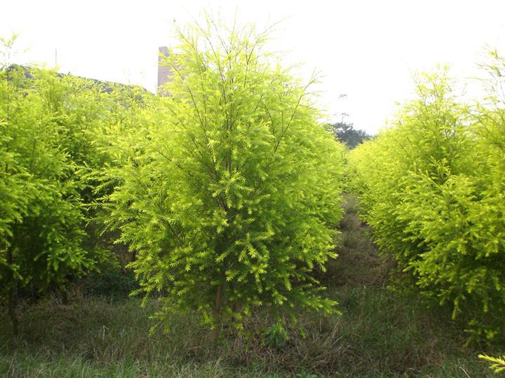 水腊球、红叶小檗球、金叶女贞球、金森女贞球、龟甲冬青价格表