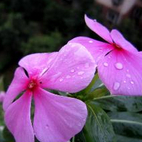 长春花