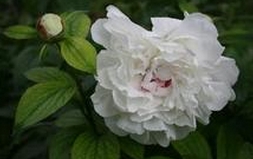 【中国花卉信息】芍药花的养殖方法 芍药花怎么养