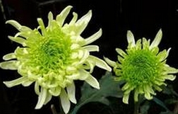 【中国花卉信息】好花草带来居家好运气