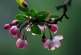 【中国花卉信息】四月有哪些植物正在花期？