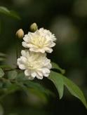 木香花