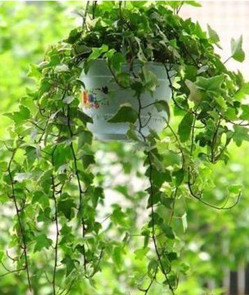 【中国花卉信息】新装修房子放什么植物 18款健康绿植吸醛又净味