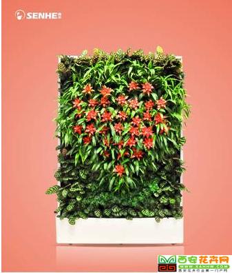 森情款款 移动植物墙 室内花卉绿植盆栽 美观净化空气