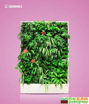 吉星高照 移动智能植物墙 室内花卉绿植盆栽 美观净化空气