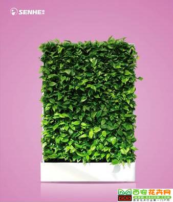 森罗万象 移动智能植物墙 室内花卉绿植盆栽 美观净化空气