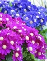 瓜叶菊