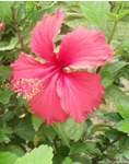 扶桑花