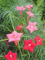 茑萝松