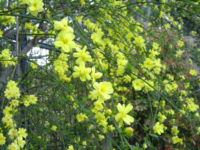 迎春花