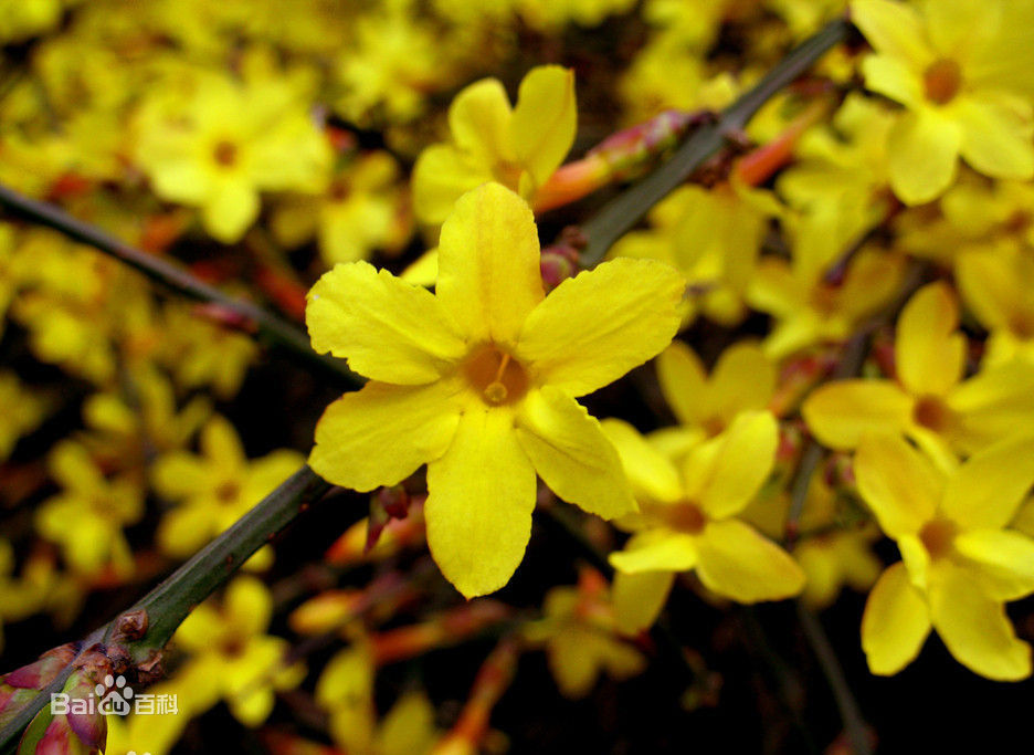 迎春花