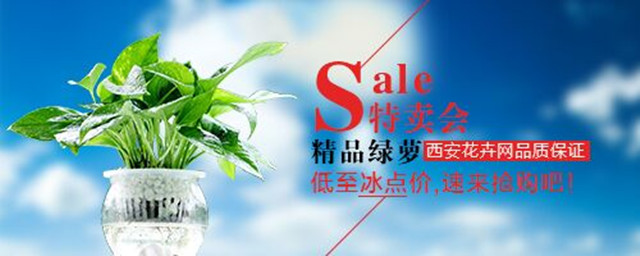 【特卖会】西安花卉网绿萝低至冰点价！速来抢购吧！