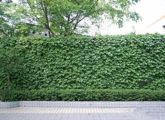 适合做围墙的植物