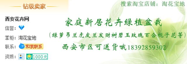 秋冬这些小绿植陪你温馨过寒冬