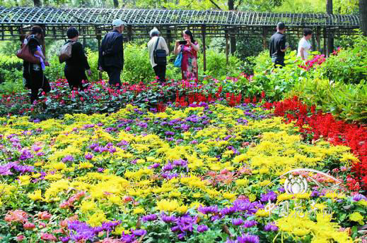 苏州：金秋菊花展韵味浓